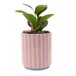 Plant Pot: 3D Angel and Artificial Plant