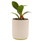 Plantenpot: Pooh & Piglet