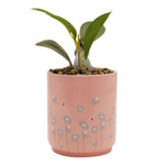 Plantenpot: Eeyore